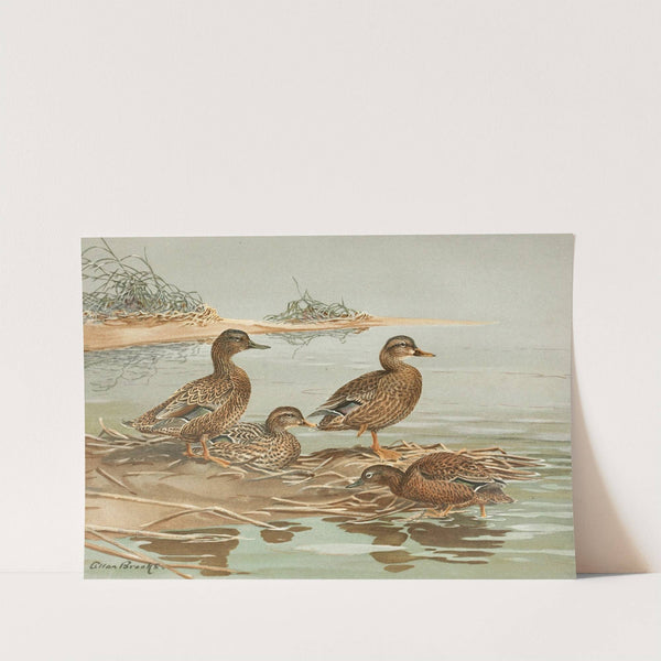 Hawaiian Duck, Oustalet’s Gray Duck (1922-1926) by Allan Brooks