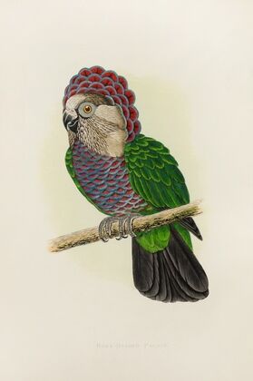 Hawk-Headed or Ruffed Parrot (1884-1887)