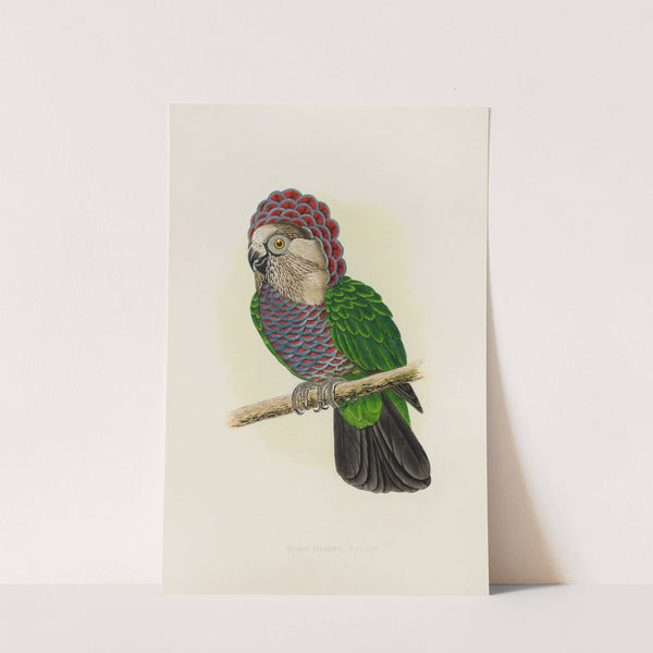 Hawk-Headed or Ruffed Parrot (1884-1887) by Alexander Francis Lydon