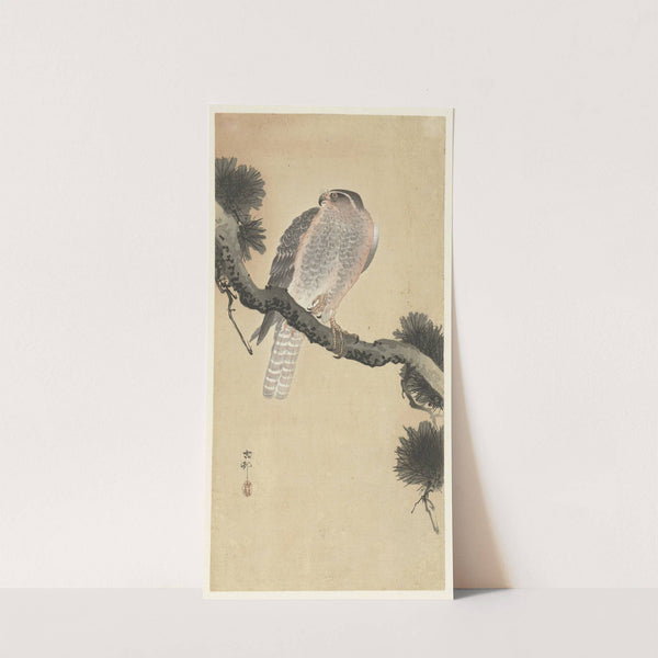 Hawk on pine branch by Ohara Koson
