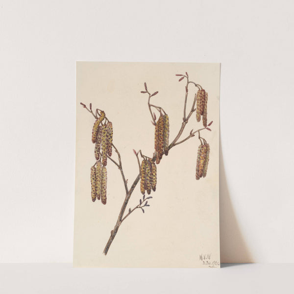Hazel Alder (Alnus regosa) (1920) by Mary Vaux Walcott
