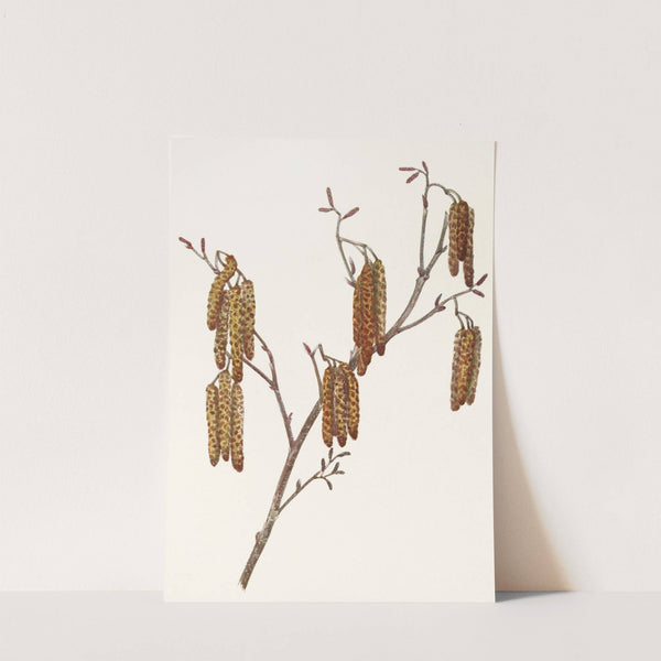 Hazel Alder. (Alnus rugosa) (1925) by Mary Vaux Walcott