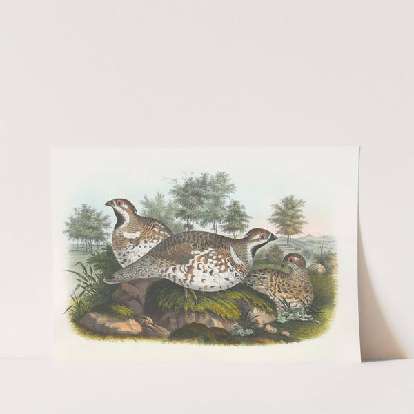 Hazel Grouse by Daniel Giraud Elliot