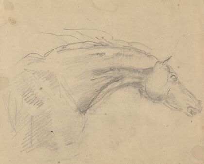 Head and neck of a horse facing right