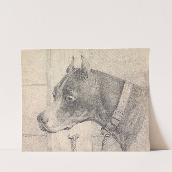 Head and Shoulders of a Boxer Dog, Profile Left, Wearing a Leather Collar A ttached to a Ring Post by Henry Thomas Alken