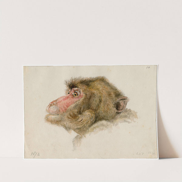 Head of a baboon (1873) by Floris Verster