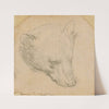 Head of a bear by Leonardo da Vinci