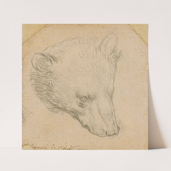 Head of a bear by Leonardo da Vinci