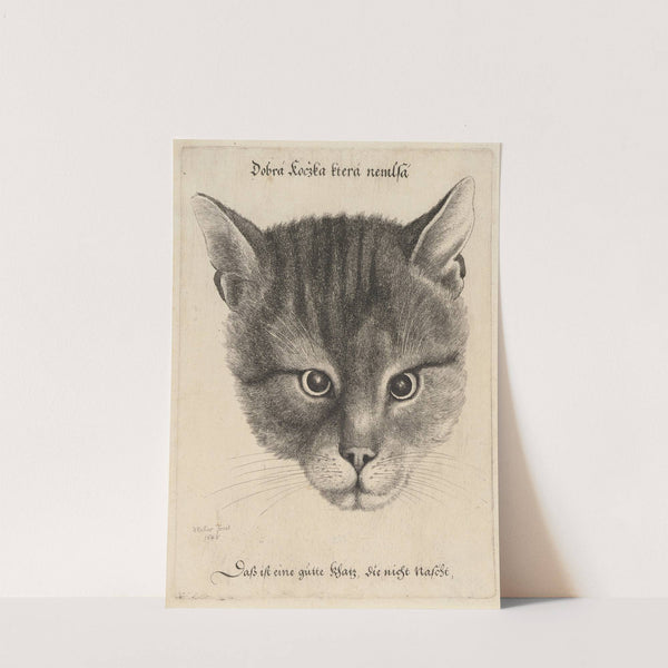 Head of a Cat (1646) by Wenceslaus Hollar