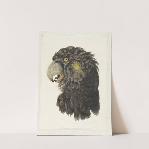 Head of a Cockatoo (1725 - 1792) by Aert Schouman