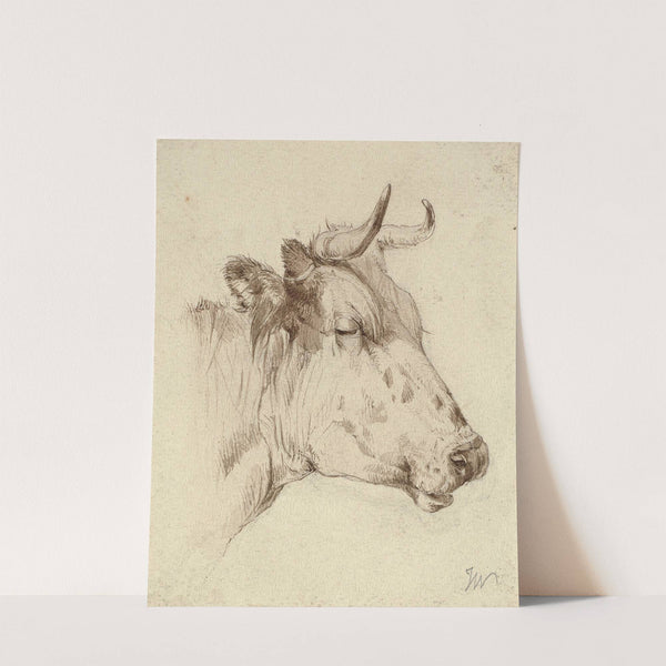 Head of a cow by Anonymous