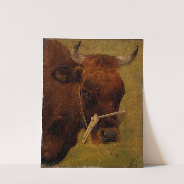 Head of a cow. Study by Carlo Dalgas