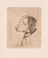 Head of a dog with a collar (1894)