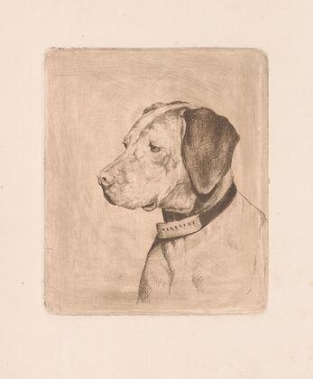 Head of a dog with a collar (1894)