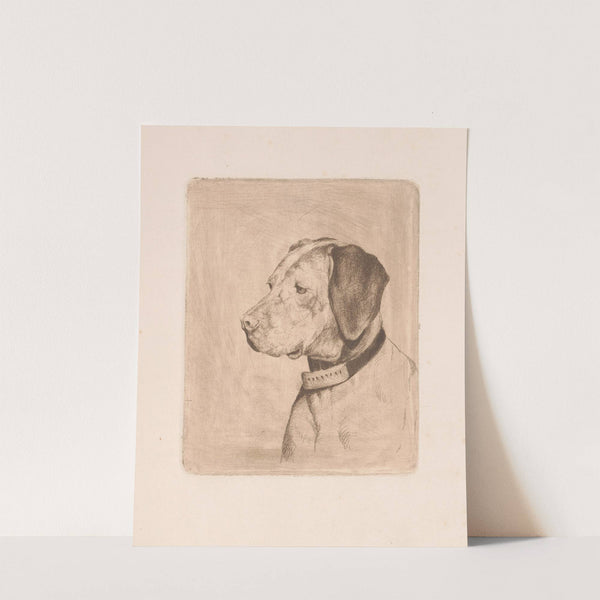 Head of a dog with a collar (1894) by Joseph Schippers