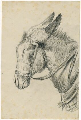 Head of a donkey with rein and blinker