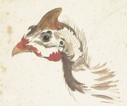 Head of a Helmeted Guineafowl