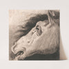Head of a Horse by Edward Pryce Owen