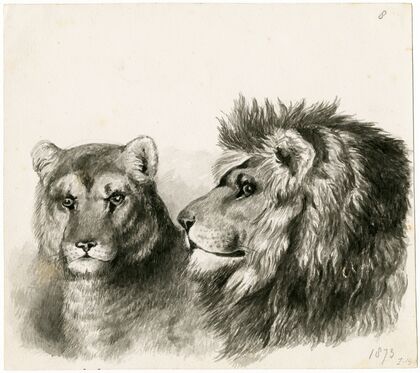 Head of a lion and lioness