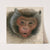 Head of a long-tailed monkey (1874) by Floris Verster