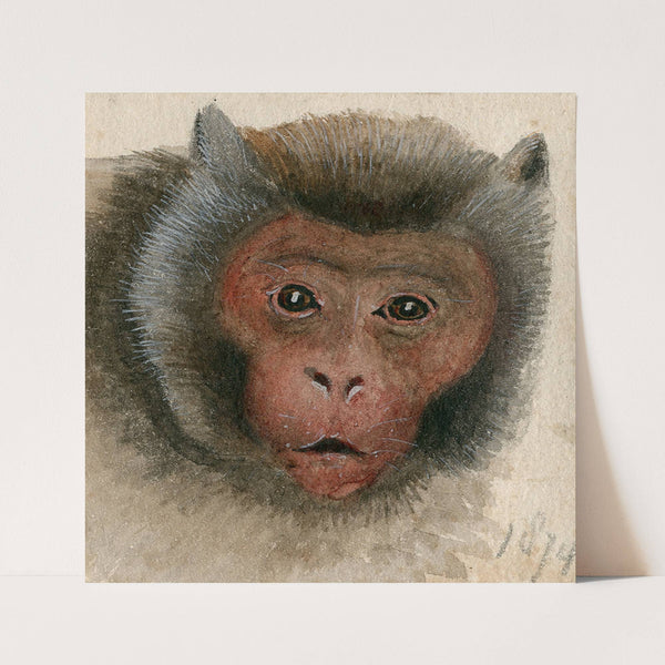 Head of a long-tailed monkey (1874) by Floris Verster