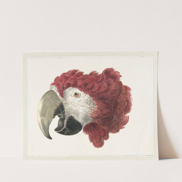 Head of a Macaw (1725 - 1792) by Aert Schouman