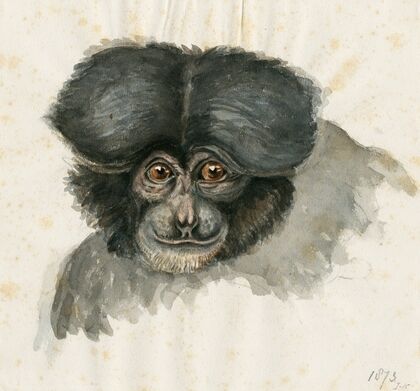 Head of a monkey