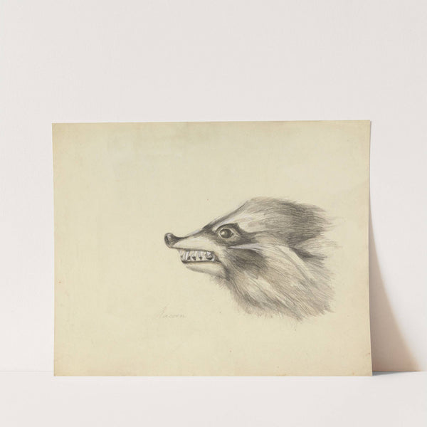 Head of a Racoon by James Sowerby