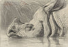 Head of a Rhinoceros, Half Submerged in the Water