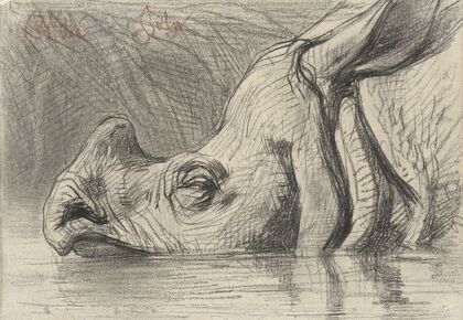 Head of a Rhinoceros, Half Submerged in the Water