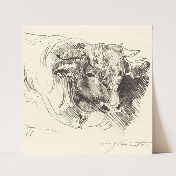 Head of a Steer (Stierkopf) (1912) by Lovis Corinth