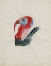 Head of a turkey