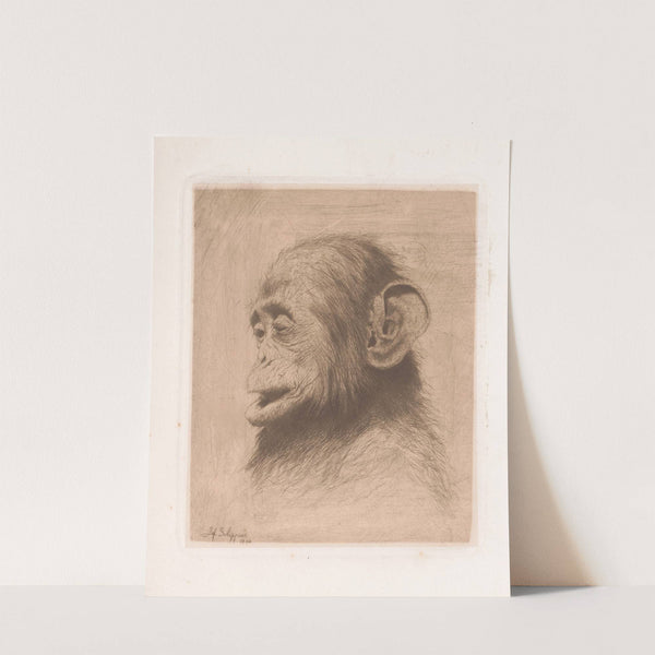 Head of a young chimpanzee (1894) by Joseph Schippers