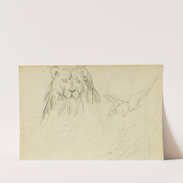 Head on view of seated lion by Théodore Géricault