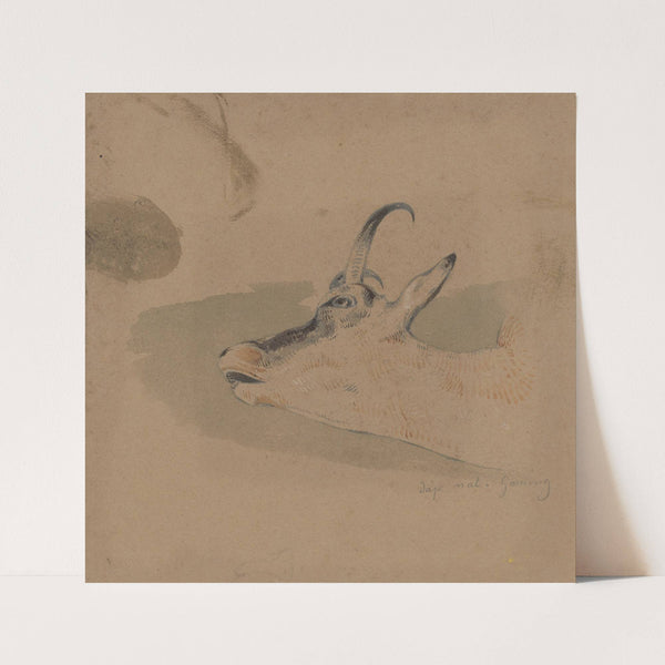 Head Study of Mountain Goat (between 1836 and 1856) by Friedrich Carl von Scheidlin