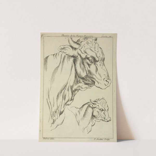 Heads and necks of two bulls in profile by Peter Paul Rubens