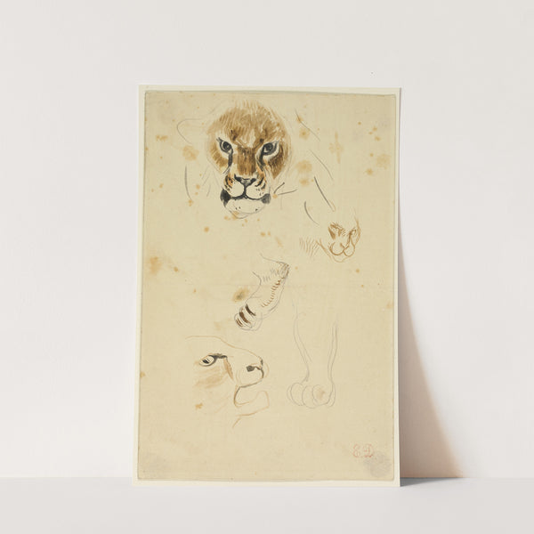 Heads and Paws of Lions by Eugène Delacroix