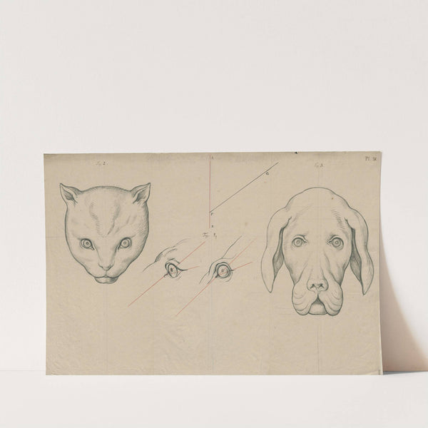Heads of a cat and a dog, the position of their eyes compared by David Humbert de Superville