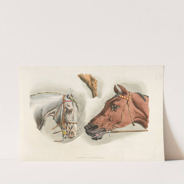 Heads of a white and a brown horses (1817-1818) by Henry Thomas Alken