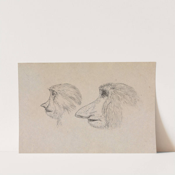 Heads of Two Proboscis Monkeys by James de Carle Sowerby