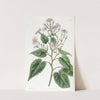 Heart-leaved Aster by Sydenham Edwards