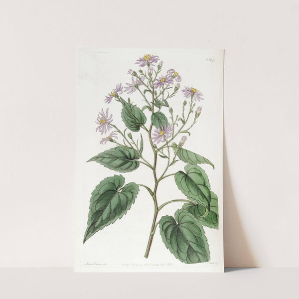 Heart-leaved Aster by Sydenham Edwards