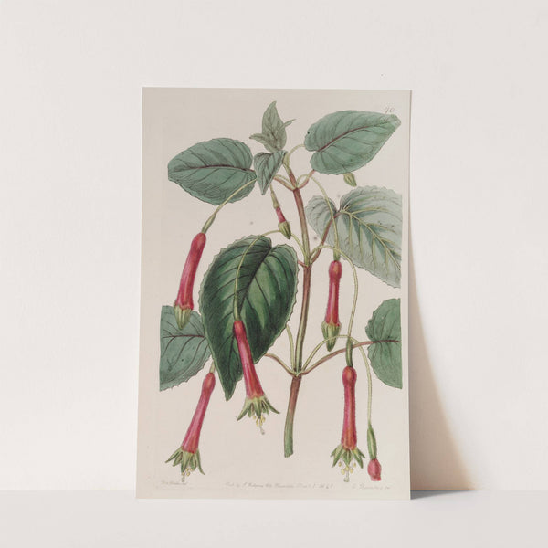 Heart-leaved Fuchsia by Sydenham Edwards