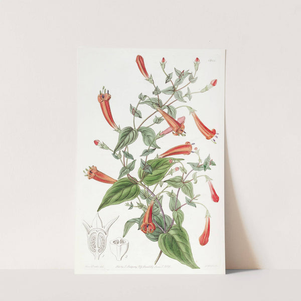 Heart-leaved Manettia by Sydenham Edwards