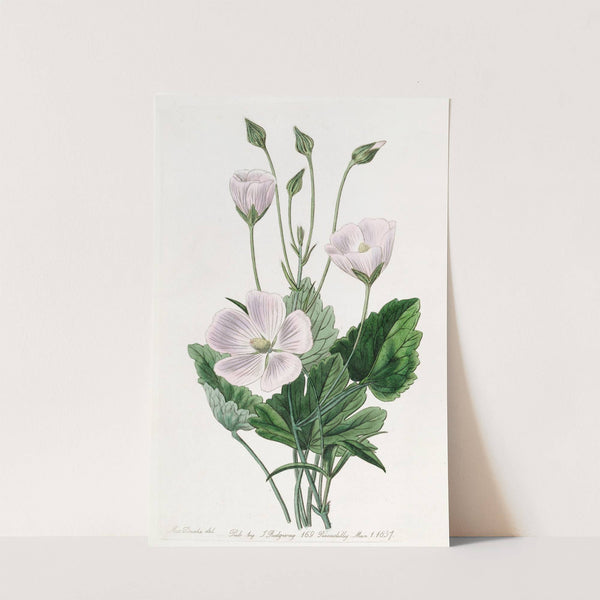 Heart-leaved Nuttallia by Sydenham Edwards