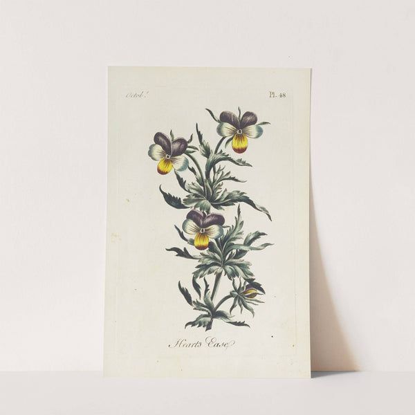 Heart’s ease by Carington Bowles