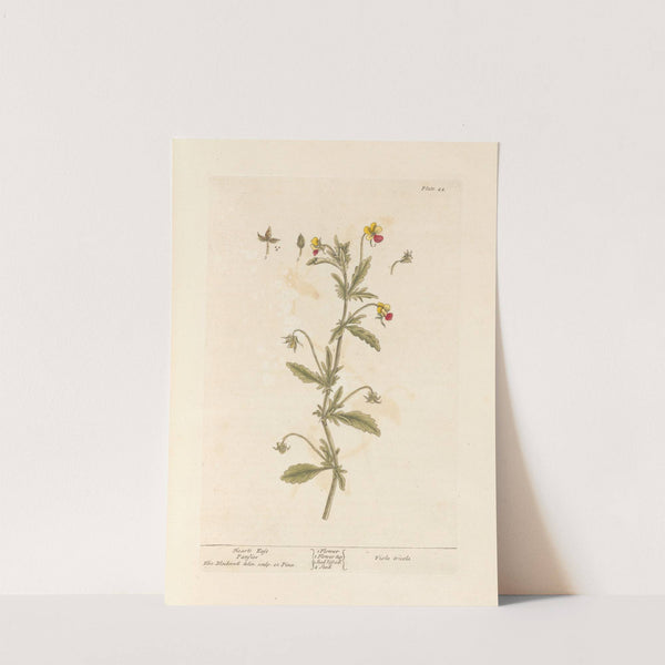 Heart’s ease; Pansies (1739) by Elizabeth Blackwell