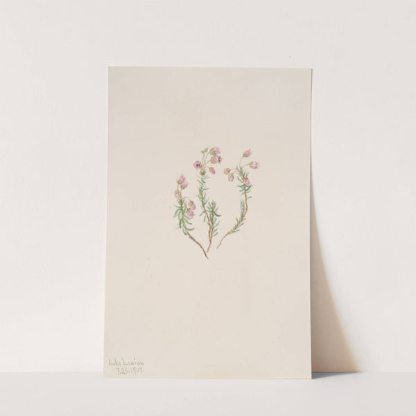 Heather (Phyllodoce intermedia) (1907) by Mary Vaux Walcott