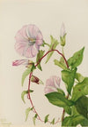 Saltmarsh Rosegentian (Sabbatia stellaris) (1926)
