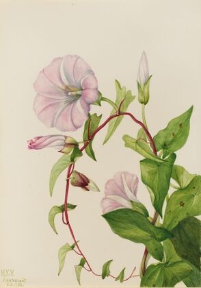 Saltmarsh Rosegentian (Sabbatia stellaris) (1926)